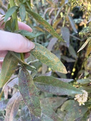 Coleosporium