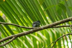 Cymbilaimus lineatus