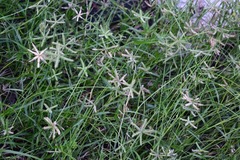 Dactyloctenium aegyptium