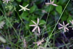 Dactyloctenium aegyptium