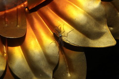 Toxorhynchites rutilus