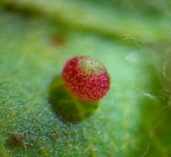 Neuroterus saltatorius