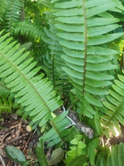 Nephrolepis exaltata