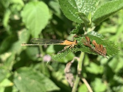 Ischnura fluviatilis