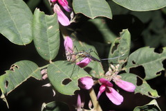 Toxorhynchites rutilus