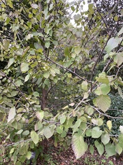 Davidia involucrata