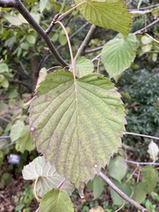 Davidia involucrata