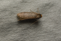 Achroia grisella