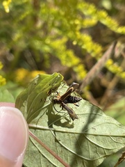Chauliognathus marginatus