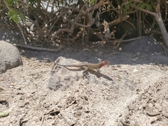 Microlophus delanonis