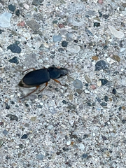 Carabidae
