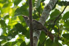 Lipaugus vociferans