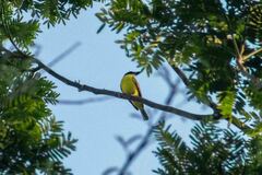 Megarynchus pitangua