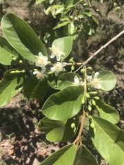 Psidium guajava