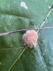 Druon quercusflocci