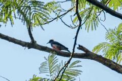Melanerpes cruentatus