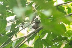 Microrhopias quixensis