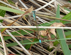 Ischnura fluviatilis