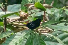 Microrhopias quixensis