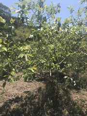 Psidium guajava