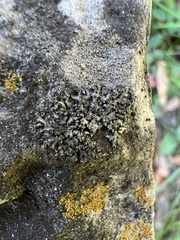 Phaeophyscia