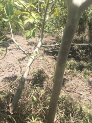 Psidium guajava