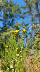 Chrysopsidinae
