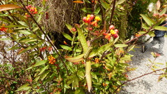 Danaus erippus