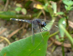 Erythrodiplax nigricans
