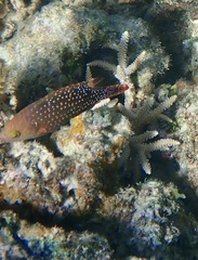 Cheilinus chlorourus