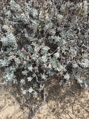 Artemisia stelleriana