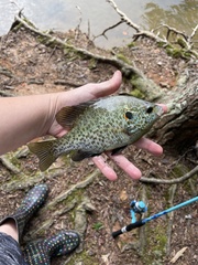 Lepomis microlophus