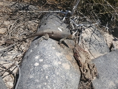 Microlophus delanonis