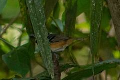Myrmoborus myotherinus