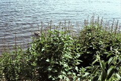 Scrophularia lanceolata