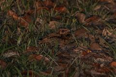 Nyctidromus albicollis