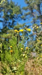 Chrysopsidinae