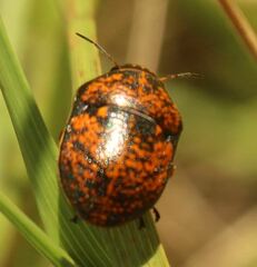 Orsilochides guttata