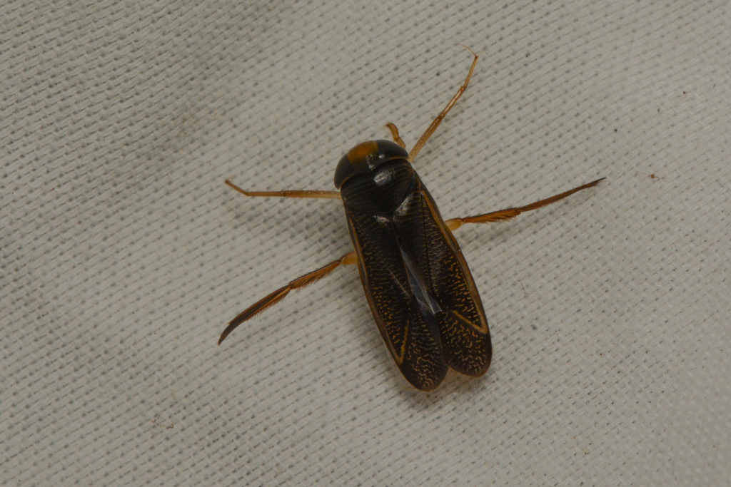 Hesperocorixa atopodonta