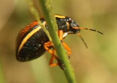 Orsilochides guttata