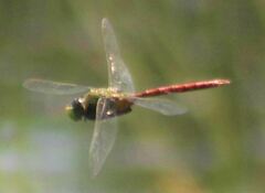 Anax longipes
