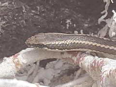 Pseudalsophis hoodensis