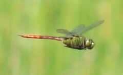 Anax longipes