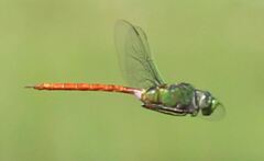 Anax longipes