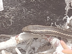 Pseudalsophis hoodensis