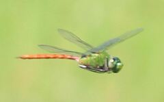 Anax longipes