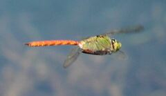 Anax longipes