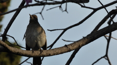 Turdus amaurochalinus