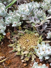 Chthonocephalus pseudevax