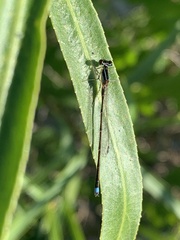 Argentagrion ambiguum